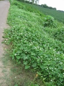 بندال ڈوڈا bristly luffa luffa echinata बंदल डोडा