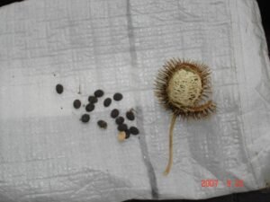 بندال ڈوڈا bristly luffa luffa echinata बंदल डोडा