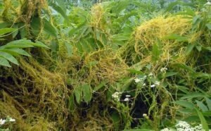 بندا Dodder Cuscuta डोडर कुस्कुटा