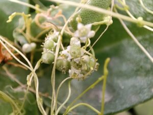 بندا Dodder Cuscuta डोडर कुस्कुटा