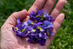 بنفشہ wild violet viola sororia बनफशा 紫罗兰