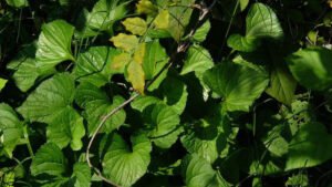 بنفشہ wild violet viola sororia बनफशा 紫罗兰