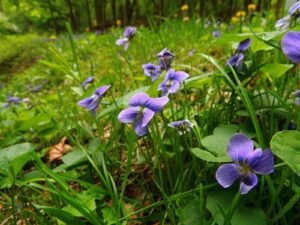 بنفشہ wild violet viola sororia बनफशा 紫罗兰