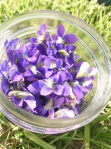 بنفشہ wild violet viola sororia बनफशा 紫罗兰