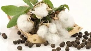 بنولہ Cotton Seeds Gossypium बनौला