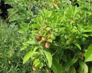 بوزیدان Pellitory Parietaria बूज़ीदान