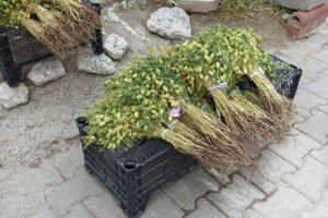 بونٹ کچا چنا Green chickpeas Cicer arietinum हरा चना