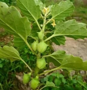 بوٹی فرید بڑا گوکھرو large caltrops pedalium murex बड़े गोखरू