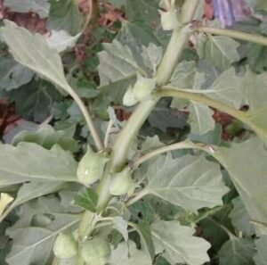 بوٹی فرید بڑا گوکھرو large caltrops pedalium murex बड़े गोखरू