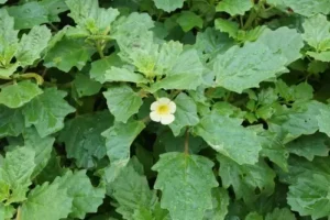 بوٹی فرید بڑا گوکھرو large caltrops pedalium murex बड़े गोखरू