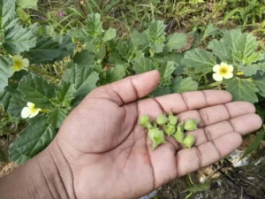 بوٹی فرید بڑا گوکھرو large caltrops pedalium murex बड़े गोखरू