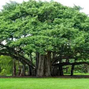 بوہڑ برگد Banyan Ficus benghalensis बरगद