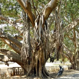 بوہڑ برگد Banyan Ficus benghalensis बरगद