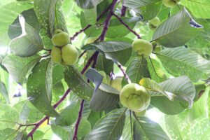 بڑھل ڈھیو Monkey Jack Artocarpus lacucha बड़हल