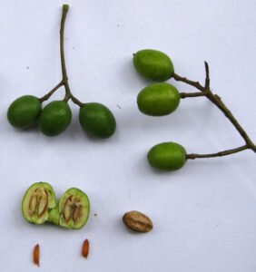 بکائن دھریک Chinaberry Melia azedarach बुकेन ड्रेक