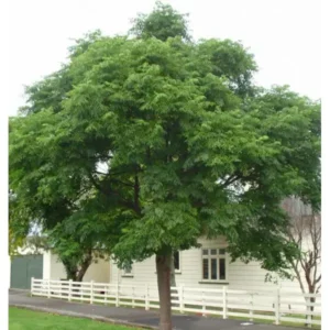 بکائن دھریک Chinaberry Melia azedarach बुकेन ड्रेक