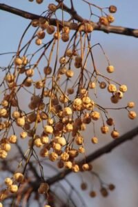 بکائن دھریک Chinaberry Melia azedarach बुकेन ड्रेक