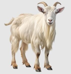 بکری Goat Capra aegagrus hircus