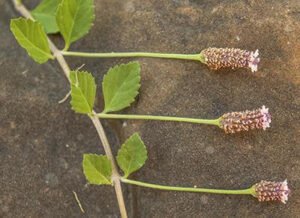 بکن بوٹی Lippia phyla nodiflora 2.