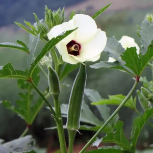 بھنڈی Okra Abelmoschus esculentus ओकरा