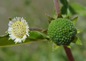 بھنگرہ False Daisy Eclipta prostrata भांगड़ा