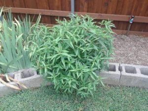 بھنگرہ False Daisy Eclipta prostrata भांगड़ा