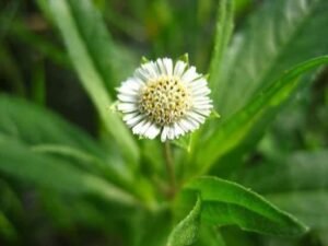 بھنگرہ False Daisy Eclipta prostrata भांगड़ा