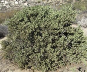 جوجوبا کا تیل Jojoba Oil जोजोबा तैल