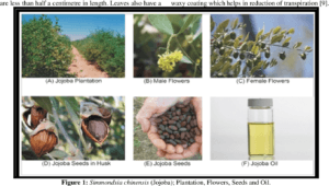 جوجوبا کا تیل Jojoba Oil जोजोबा तैल