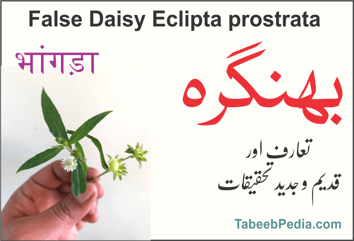 بھنگرہ