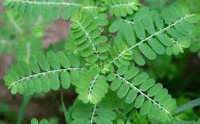 بھوئی بھومی آملہ Gale of the wind Phyllanthus niruri भूमि अमला