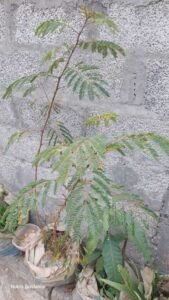 بھوئی بھومی آملہ Gale of the wind Phyllanthus niruri भूमि अमला