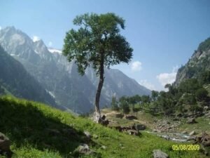 بھوج پتر Himalayan Birch Betula utilis भोजपत्र