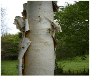 بھوج پتر Himalayan Birch Betula utilis भोजपत्र