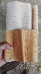 بھوج پتر Himalayan Birch Betula utilis भोजपत्र