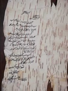 بھوج پتر Himalayan Birch Betula utilis भोजपत्र