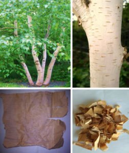 بھوج پتر Himalayan Birch Betula utilis भोजपत्र
