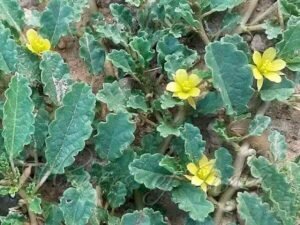 بھون پھلی بہو پھلی Antichorus Depressus Corchorus Depressus बहुफली