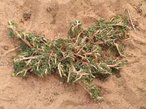 بھون پھلی بہو پھلی Antichorus Depressus Corchorus Depressus बहुफली