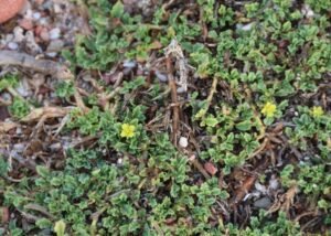 بھون پھلی بہو پھلی Antichorus Depressus Corchorus Depressus बहुफली