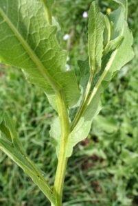 بہمن سفید Centaurea Behen सफेद बेहमन