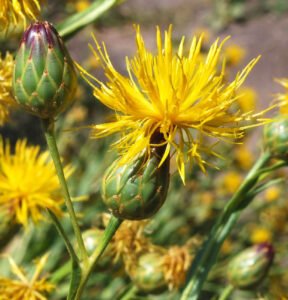 بہمن سفید Centaurea Behen सफेद बेहमन