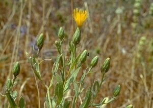 بہمن سفید Centaurea Behen सफेद बेहमन