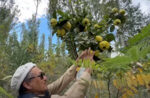 بہی دانہ Quince Cydonia oblonga श्रीफल