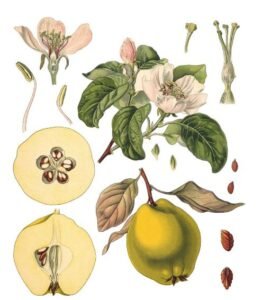 بہی دانہ Quince Cydonia oblonga श्रीफल
