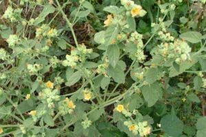 بیج بند country mallow sida cordifolia देशी मैलो