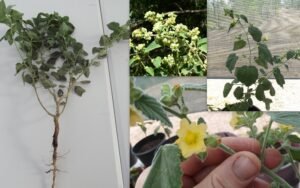 بیج بند country mallow sida cordifolia देशी मैलो