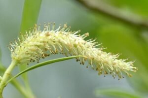 بید سادہ White willow Salix alba विलो