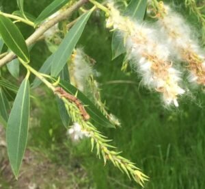 بید سادہ White willow Salix alba विलो