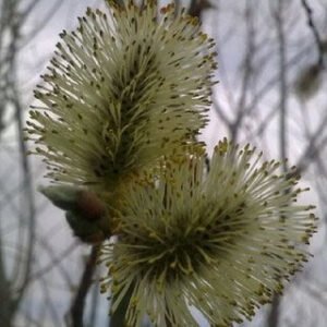بید مشک Musk willow Salix aegyptiaca